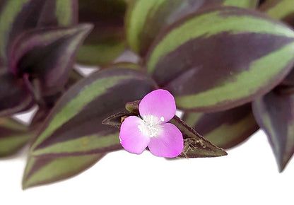 Tradescantia zebrina - Zebrablatt