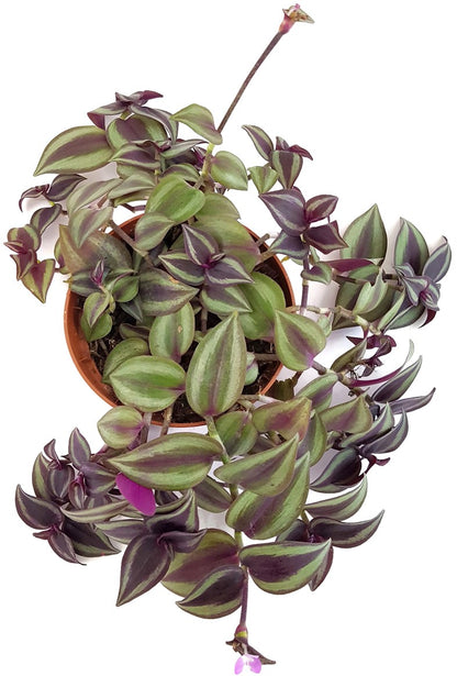 Tradescantia zebrina - Zebrablatt