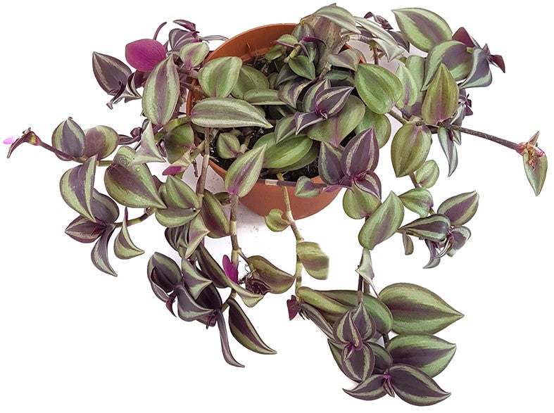 Tradescantia zebrina - Zebrablatt