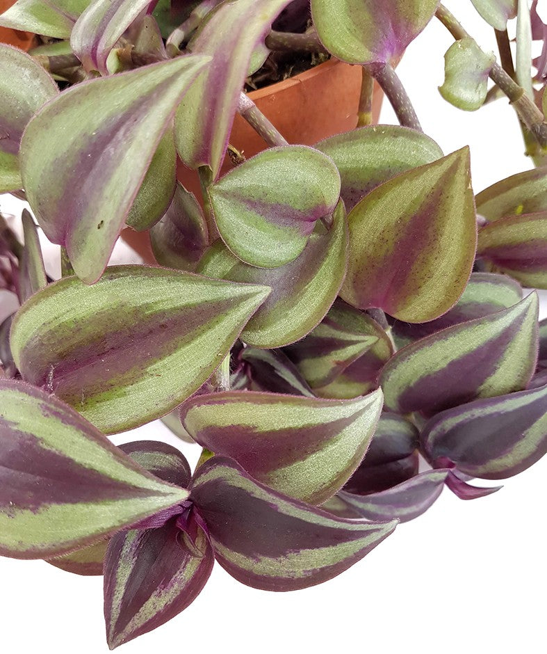 Tradescantia zebrina - Zebrablatt