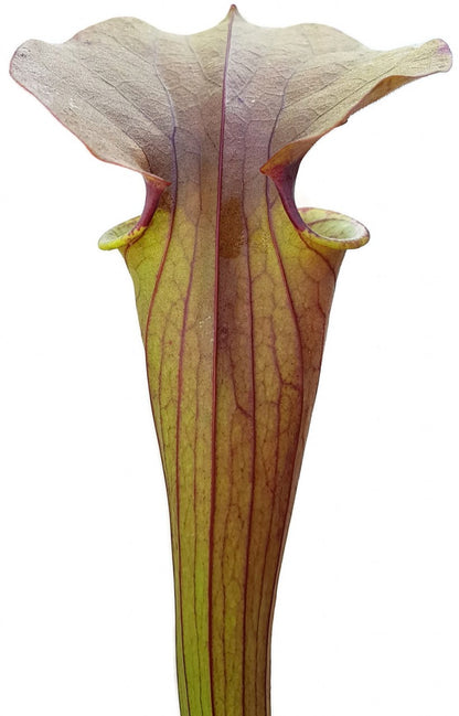 Sarracenia &quot;Tygo&quot;