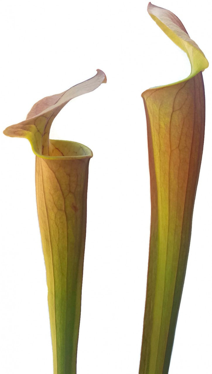 Sarracenia &quot;Tygo&quot;