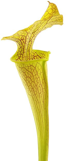 Sarracenia X &quot;Veiny Thing&quot; (Ip X125)