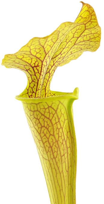 Sarracenia X &quot;Veiny Thing&quot; (Ip X125)