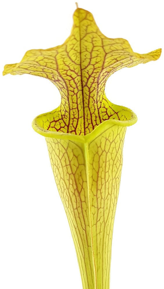 Sarracenia X &quot;Veiny Thing&quot; (Ip X125)