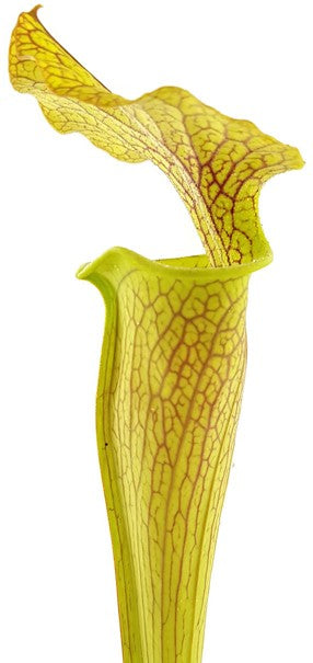 Sarracenia X &quot;Veiny Thing&quot; (Ip X125)