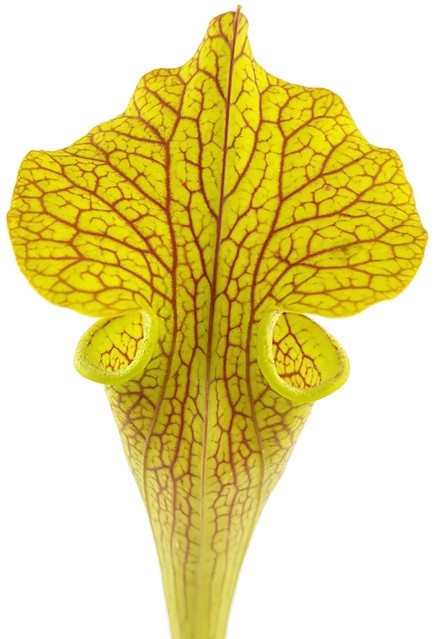 Sarracenia X &quot;Veiny Thing&quot; (Ip X125)