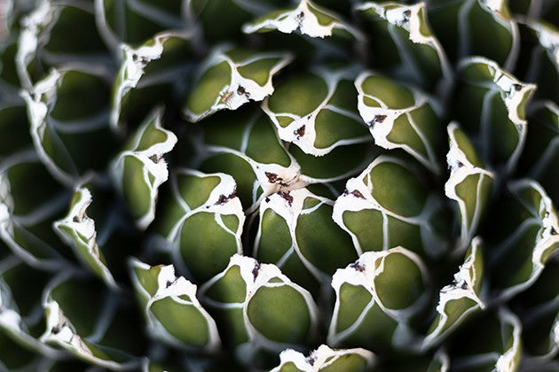 Agave victoriae reginae - Königsagave