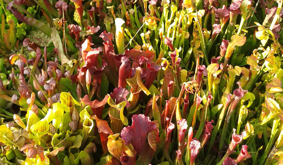 Sarracenia-Set &quot;Vielfraß&quot;