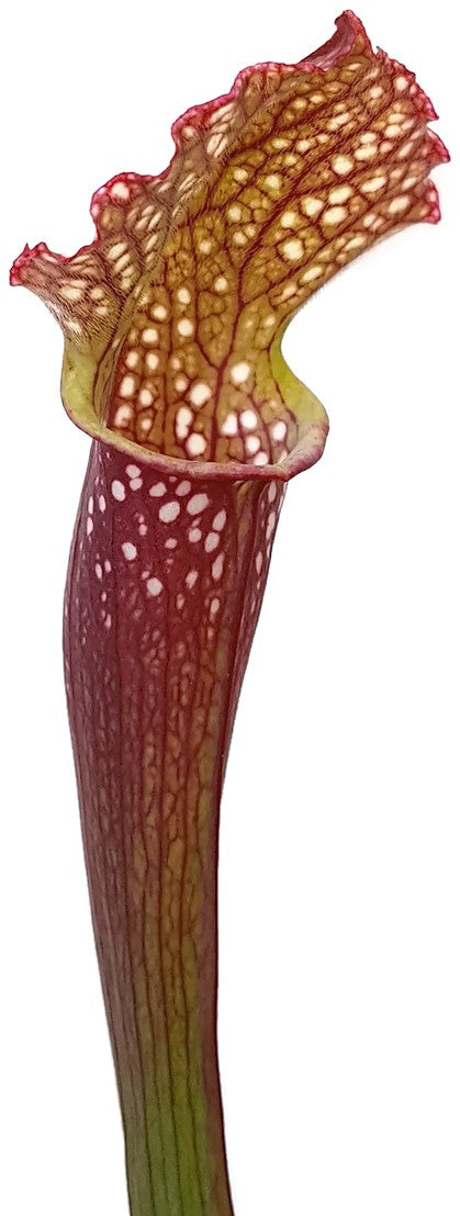 Sarracenia X &quot;Ladies in Waiting&quot;