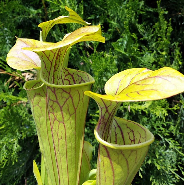 Sarracenia Oreophila Wistuba Klon