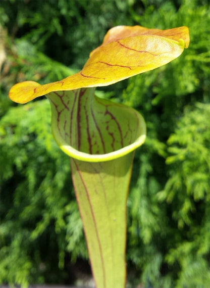 Sarracenia Oreophila Wistuba Klon