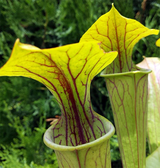 Sarracenia Oreophila Wistuba Klon