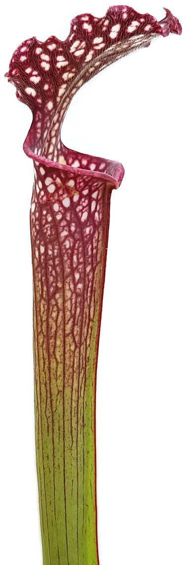 Sarracenia X Readii (Leucophylla X Rubra)