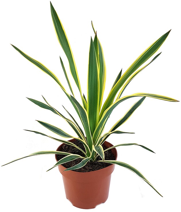 Yucca gloriosa "variegata" - Kerzenpalmlilie