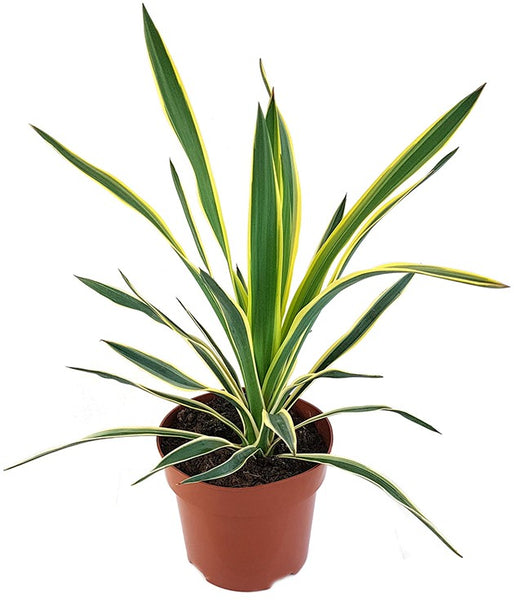 yucca gloriosa variegata standort Yucca gloriosa 