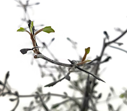 Corokia cotone - Zickzackstrauch