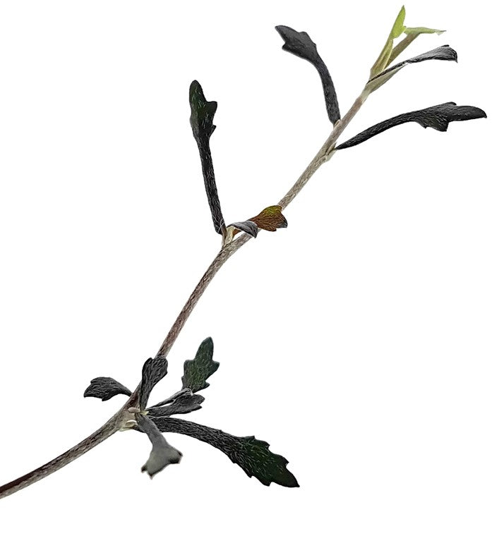 Corokia cotone - Zickzackstrauch