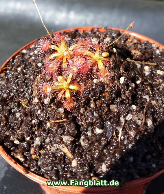 Drosera Omissa