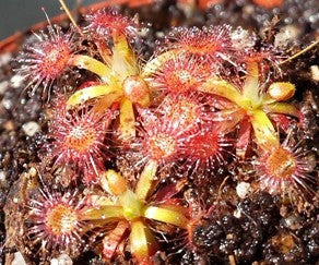 Drosera Omissa