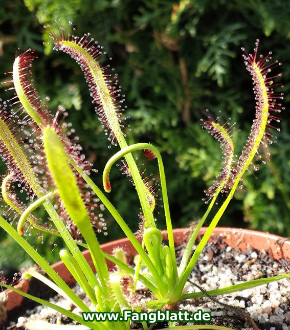 Drosera Capensis