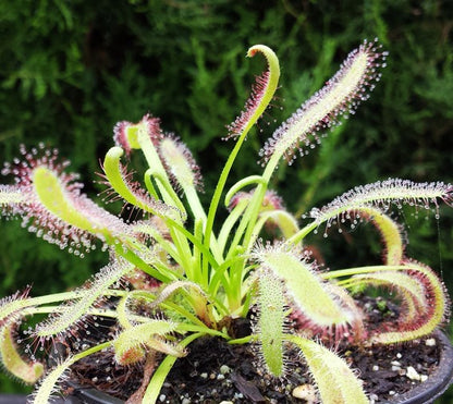 Drosera Capensis