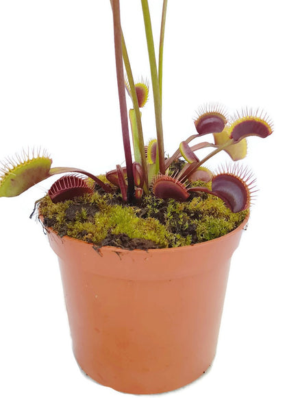 Dionaea muscipula &quot;Akai Ryu&quot;