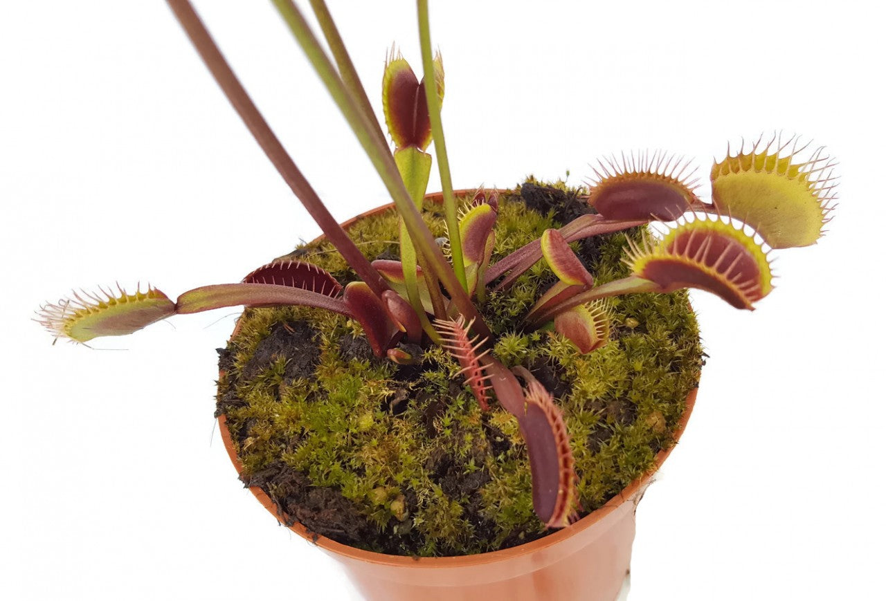 Dionaea muscipula &quot;Akai Ryu&quot;