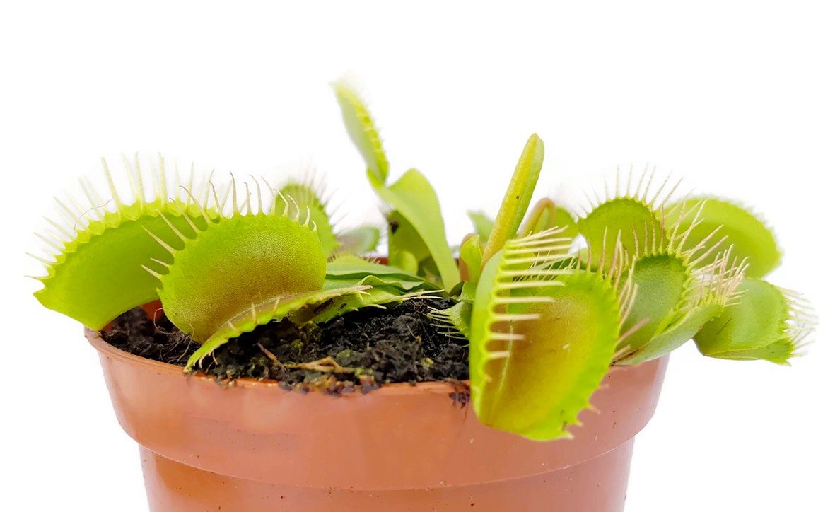 Dionaea muscipula - Typical