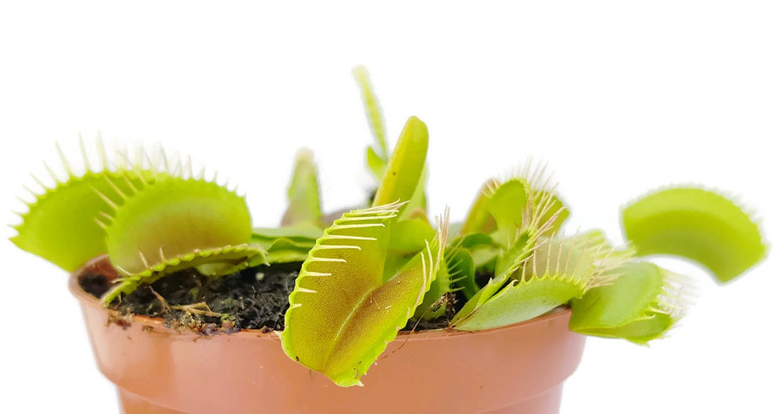 Dionaea muscipula - Typical