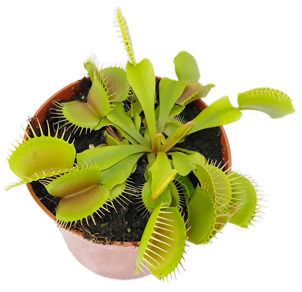 Dionaea muscipula - Typical