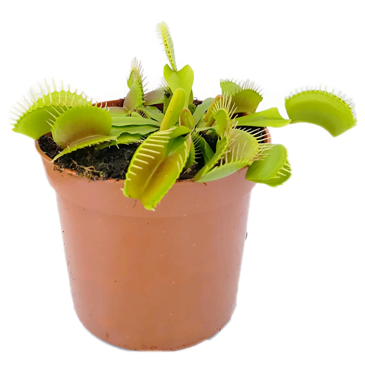 Dionaea muscipula - Typical