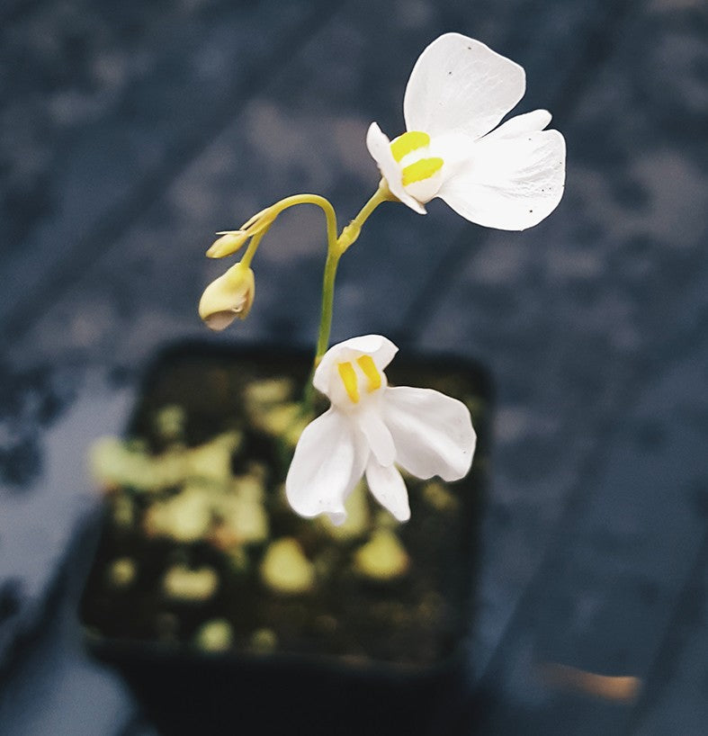 Utricularia geminiloba x nephrophylla - Bot. Garden Liberec CZ