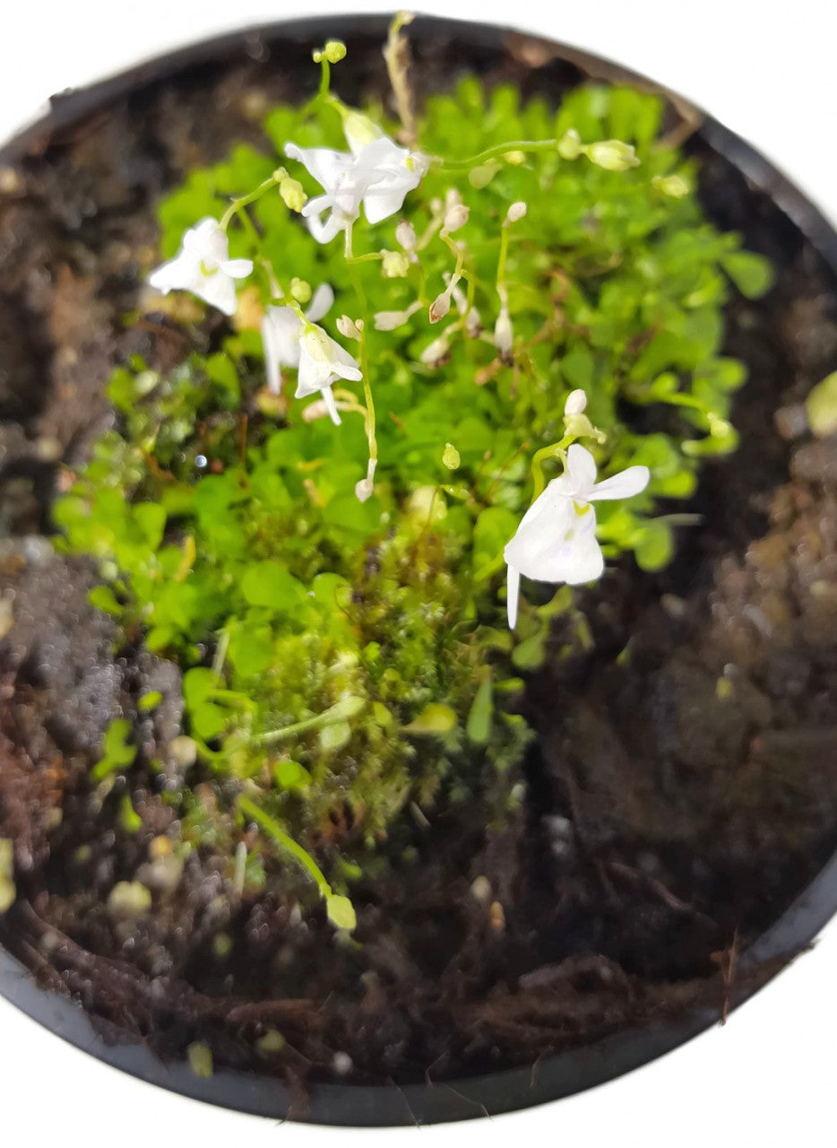 Utricularia sandersonii