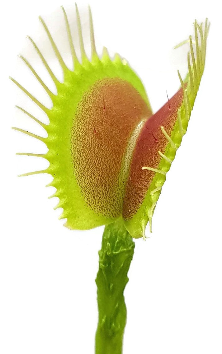 Dionaea muscipula "Schuppenstiel Klon 1 Original Dr. Eberhard König"
