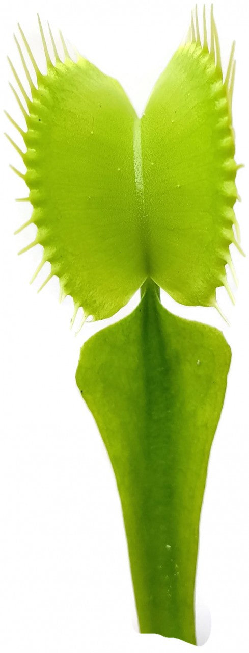 Dionaea muscipula &quot;All Green&quot;