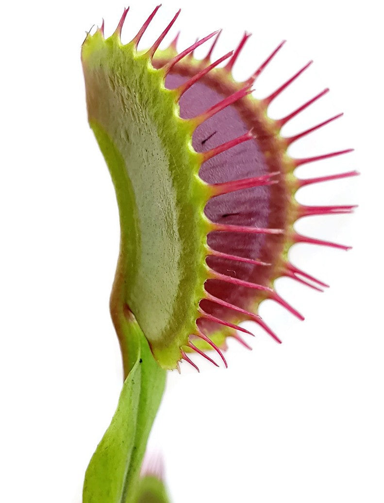 Dionaea muscipula "Colour Selection 1"