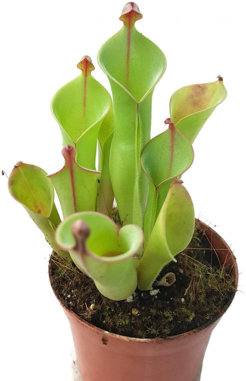 Heliamphora