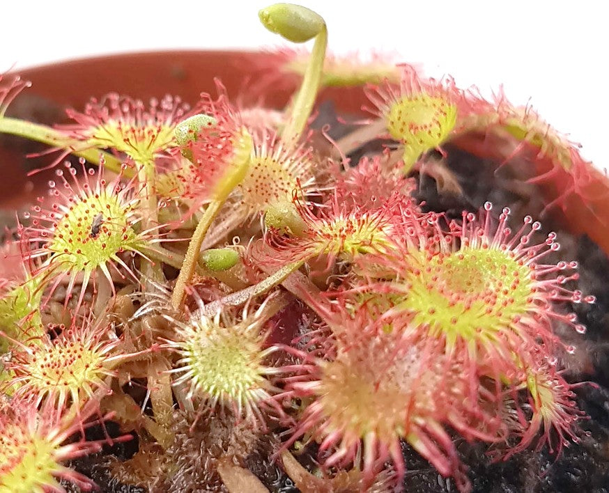 Drosera rotundifolia - rundblättriger Sonnentau