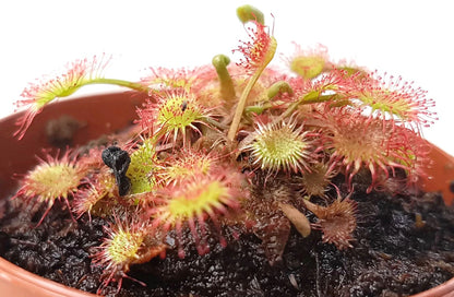 Drosera rotundifolia - rundblättriger Sonnentau