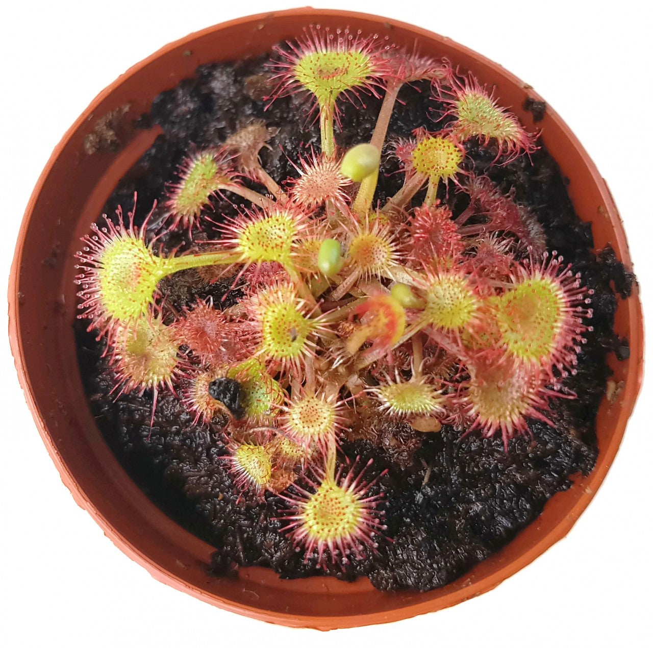 Drosera rotundifolia - rundblättriger Sonnentau