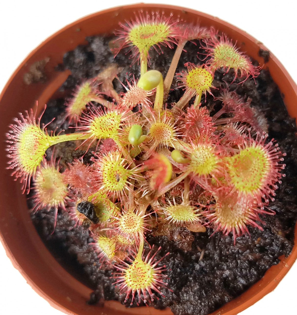 Drosera rotundifolia - rundblättriger Sonnentau