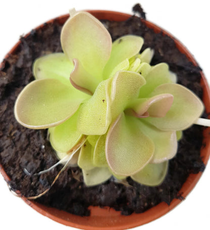 Pinguicula Weser