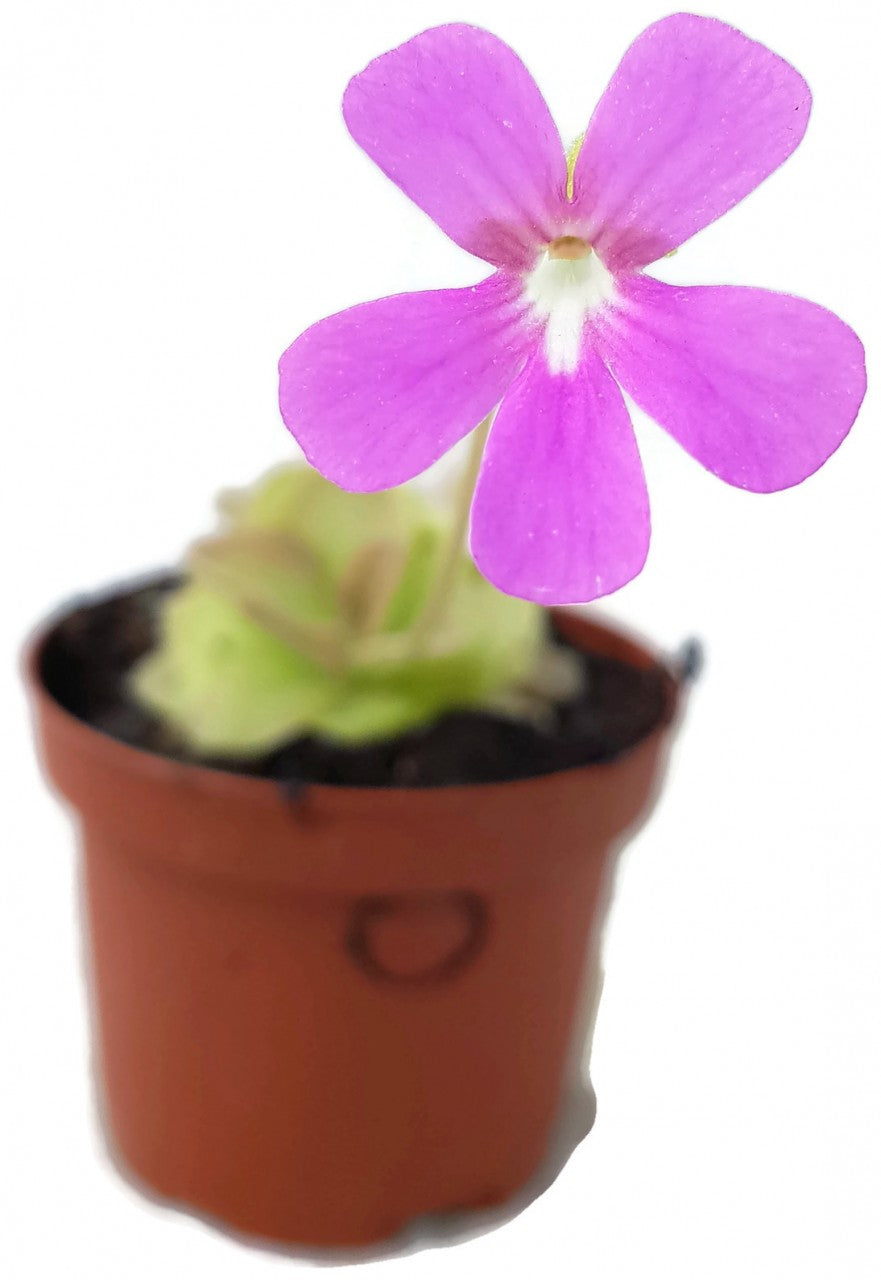 Pinguicula Weser