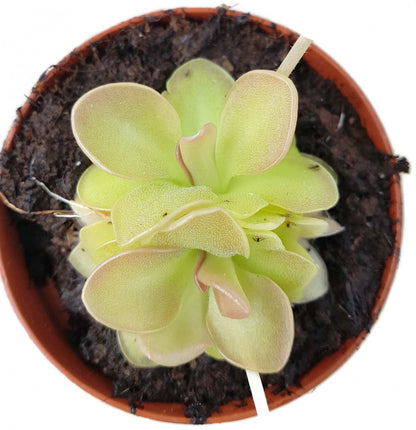 Pinguicula Weser