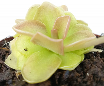 Pinguicula Weser