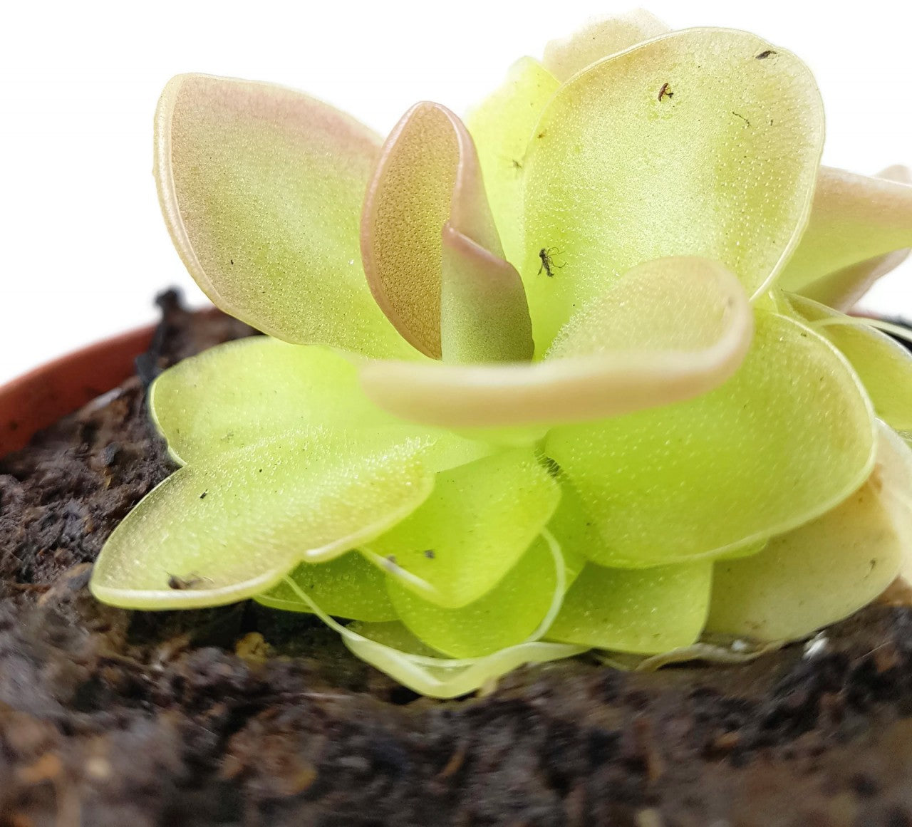 Pinguicula Weser