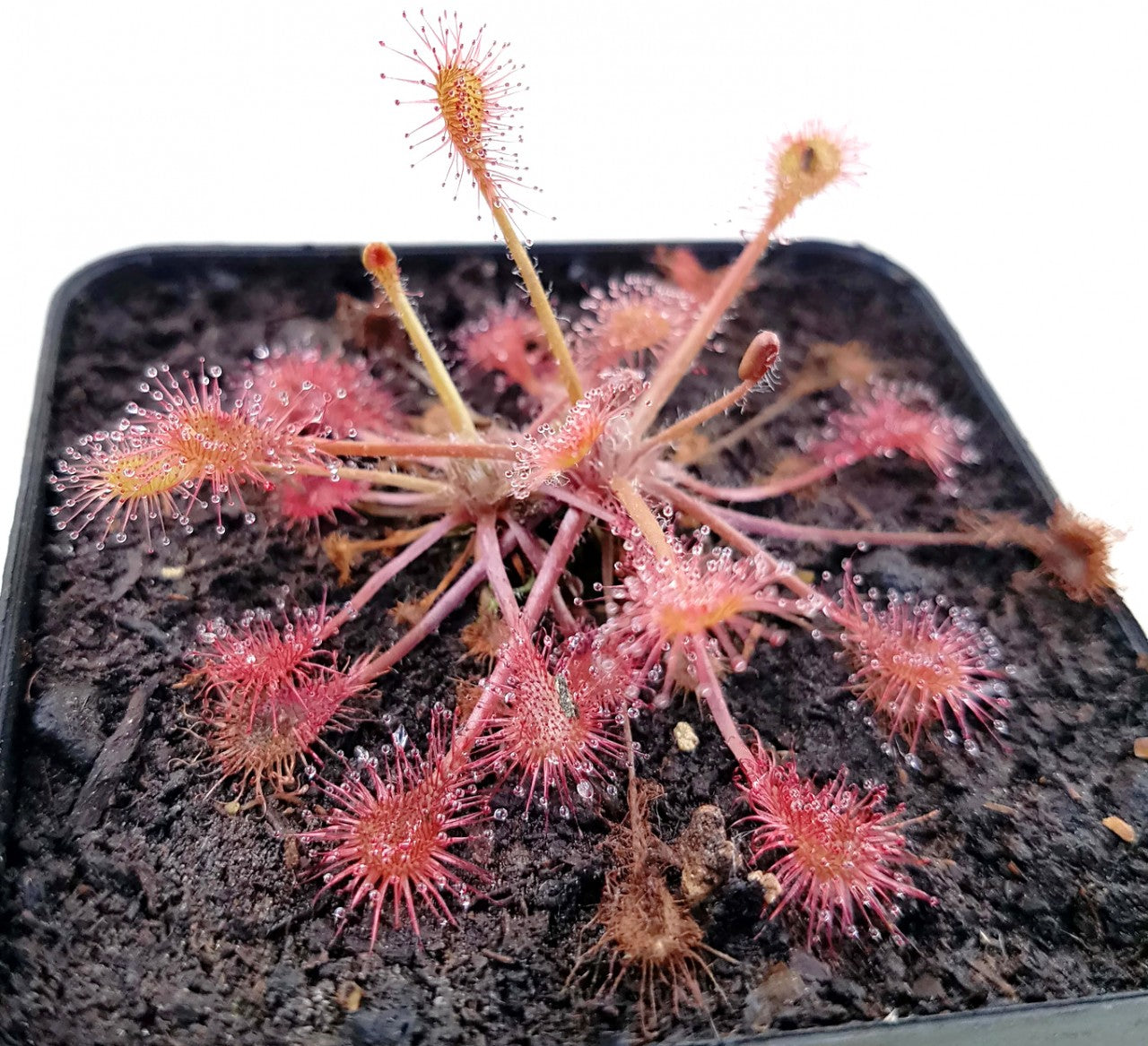 Drosera x Eloisiana Giant (Beleziana Giant)