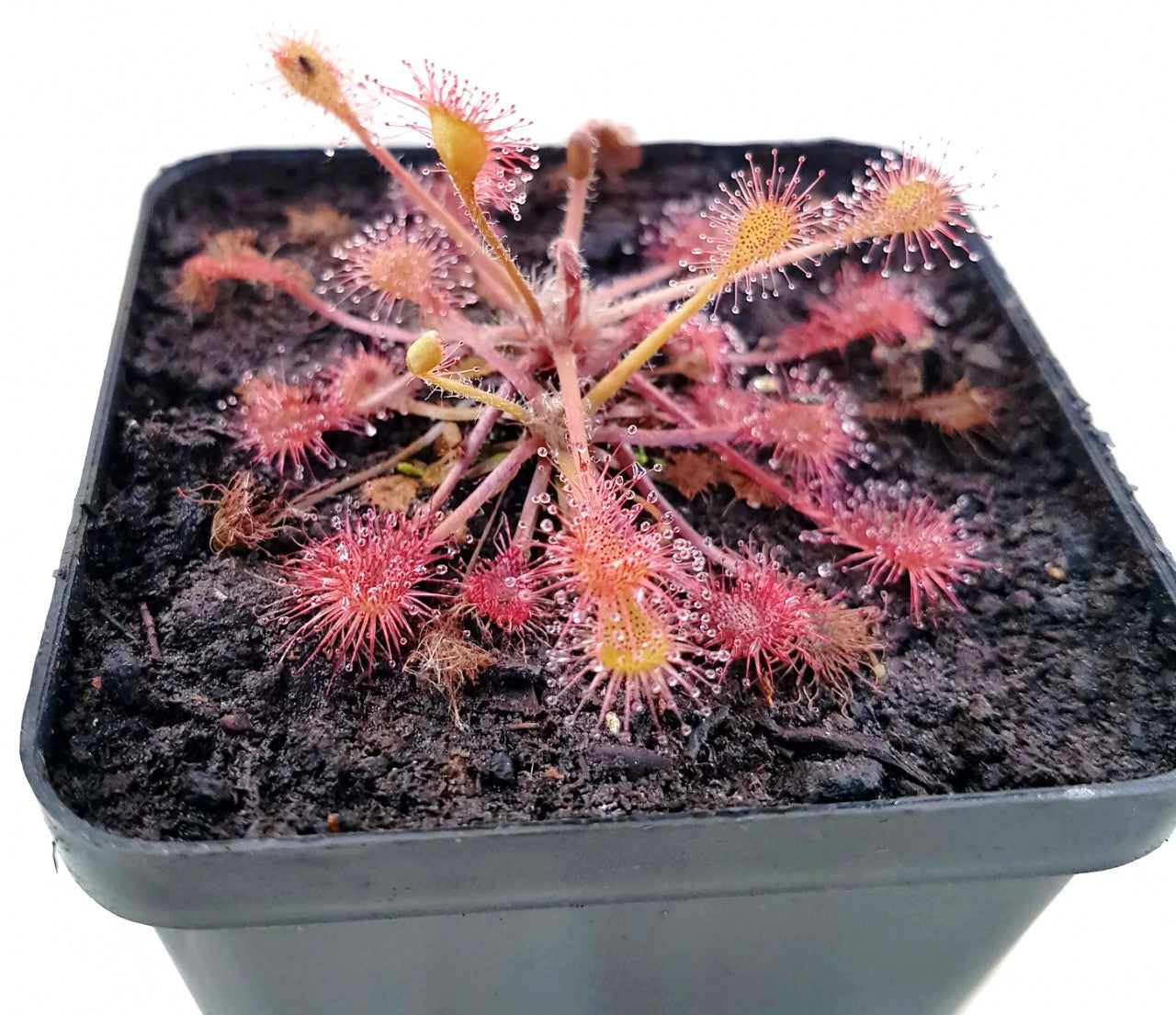 Drosera x Eloisiana Giant (Beleziana Giant)