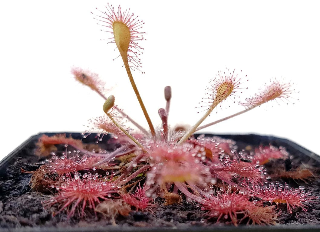 Drosera x Eloisiana Giant (Beleziana Giant)